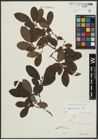 Foto von Salix appendiculata Vill.